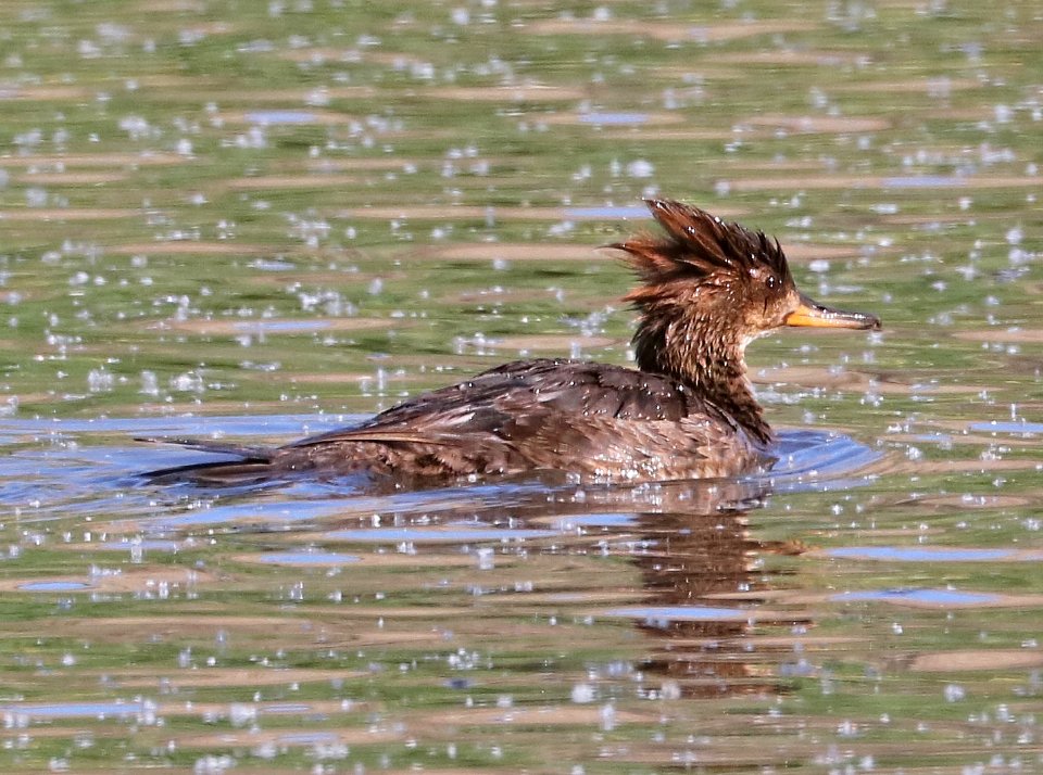 061 - HOODED MERGANSER (4-16-2017) female, patagonia lake, santa cruz co, az -03