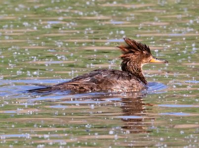 061 - HOODED MERGANSER (4-16-2017) female, patagonia lake, santa cruz co, az -03