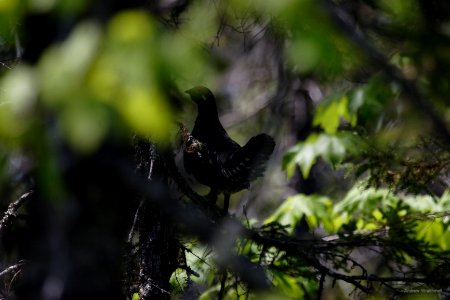 Spruce Grouse