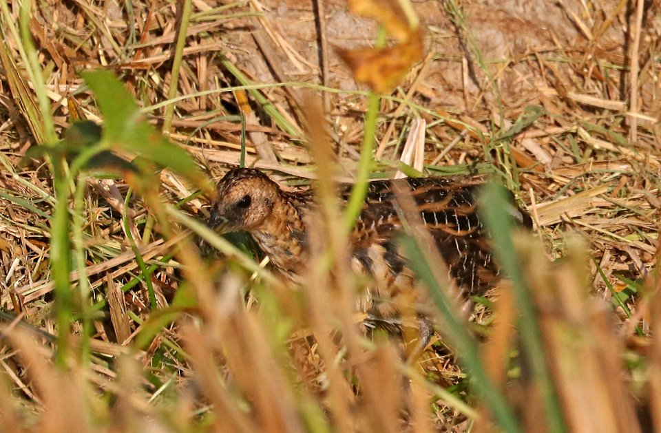234 - YELLOW RAIL (11-3-2016) thornwell, jefferson-davis parish, la -01