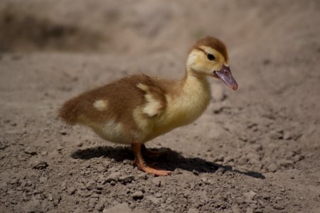 Ducky photo
