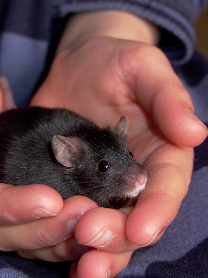 Pet rodent animal