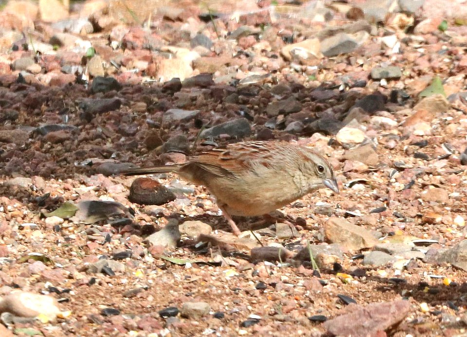 867 - BOTTERI'S SPARROW (2-28-2018) 78 circulo montana, lake patagonia ranch estates, santa cruz co, az -03