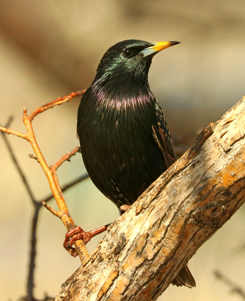 772 - EUROPEAN STARLING (3-3-2019) san pedro house, cochise co, az -03