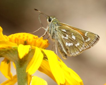 SKIPPER, WESTERN BRANDED (Hesperia colorado susanae) (7-9-2020) 9075 ft, upper hospital flats, mt graham, pinaleno mts, graham co, az -02