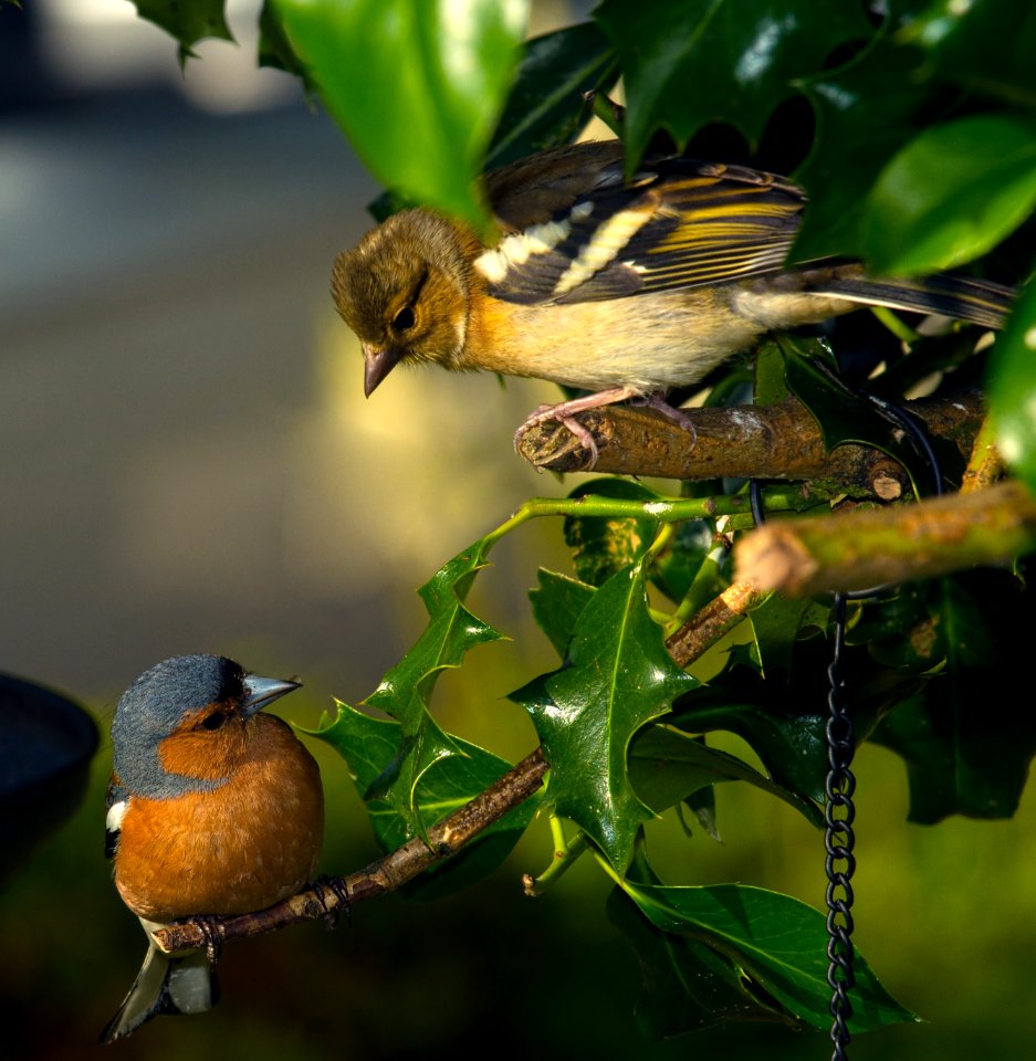 Male and Female Chaffinch (Fringilla coelebs)