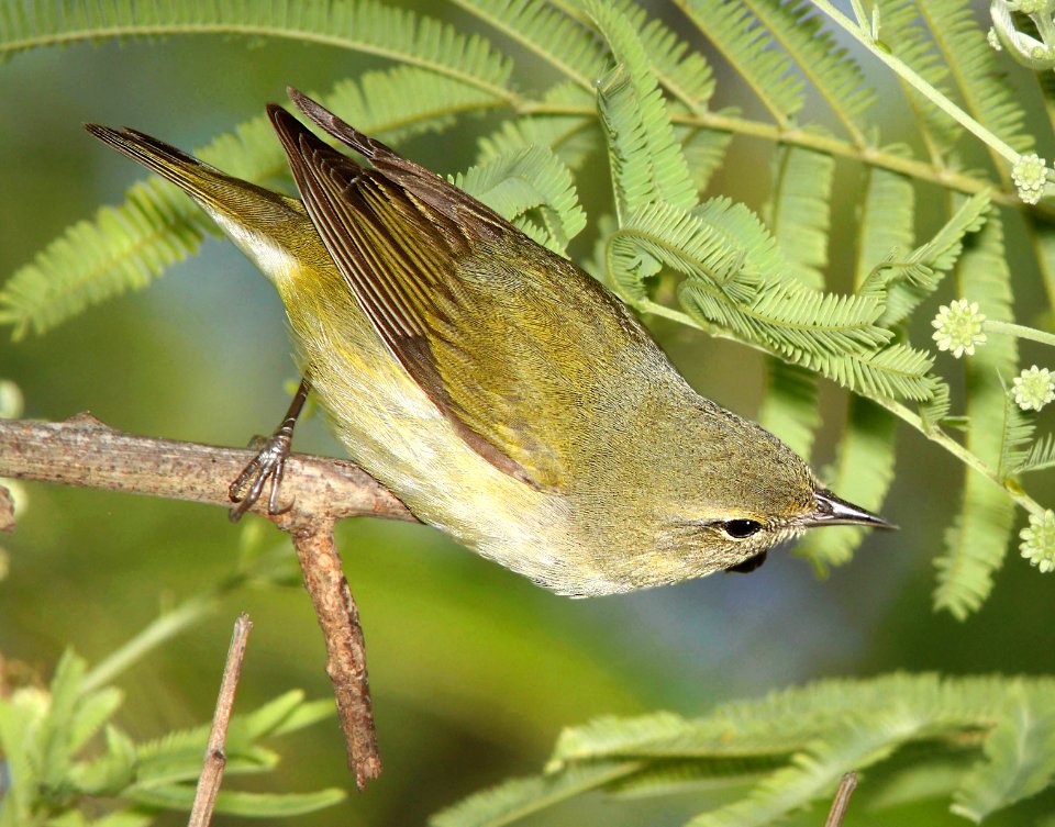807 - TENNESSEE WARBLER (4-19-12) convention center, south padre island, tx  (1)
