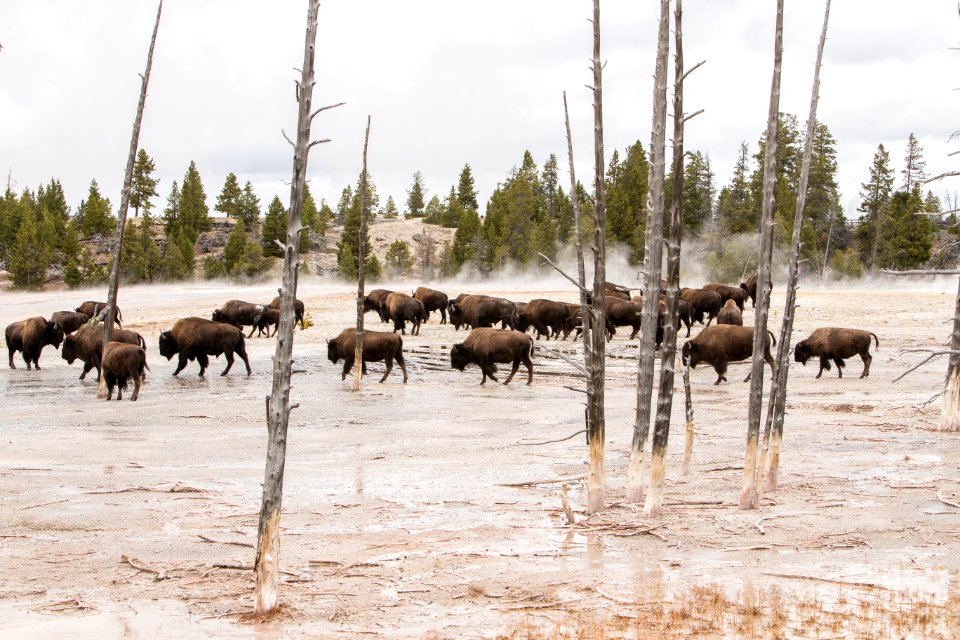 Bison at Fountain Paint pots