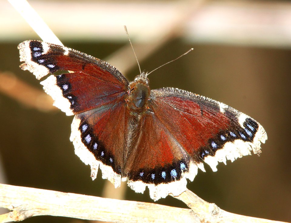 MOURNING CLOAK (Nymphalis antiopa) (3-13-11) patagonia lake, scc,az