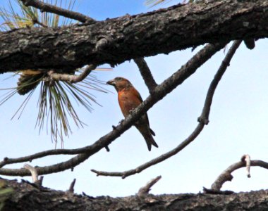 CROSSBILL, RED (9-21-12) barfoot area, chiricahua mts, cochise co, az -03
