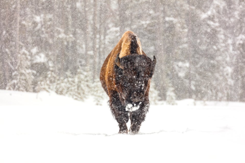 Lone bull bison in the road during a snow storm