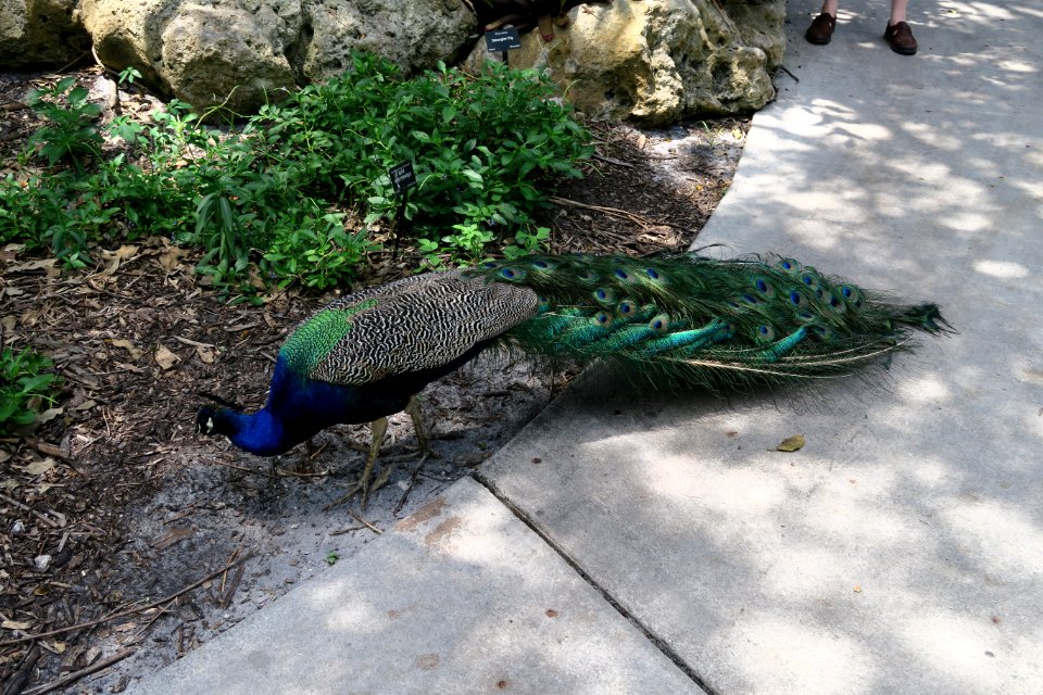 Peacock