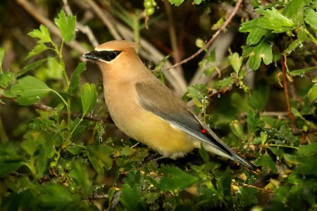 786 - CEDAR WAXWING (6-14-2018) yellowstone co, mt -01