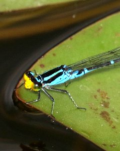 CARRIBEAN YELLOWFACE (Neoerythromma cultellatum) (11-9-2016) the butterfly center, mission, hidalgo co, tx -06