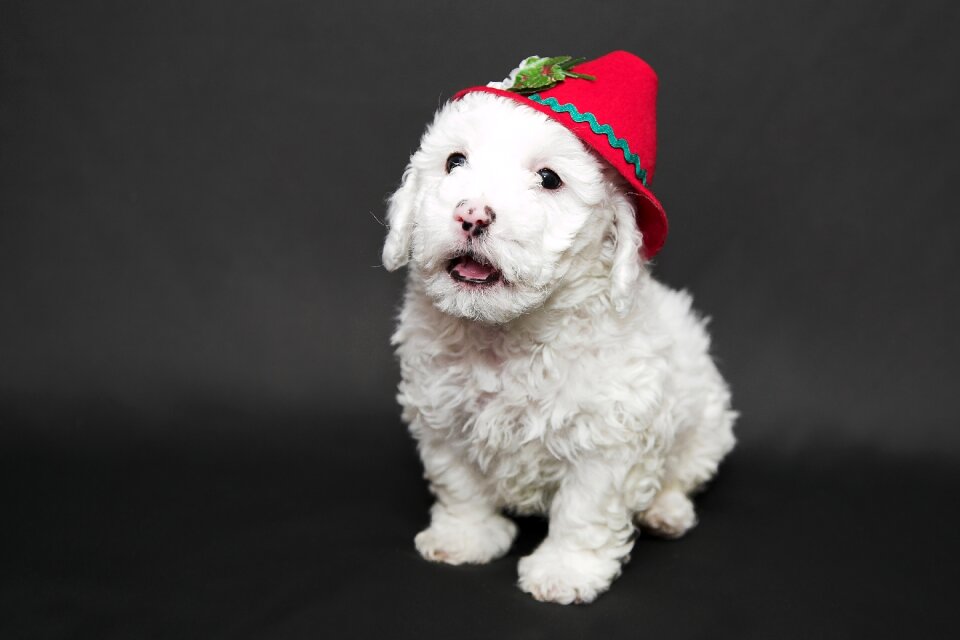 Animals pet dogs