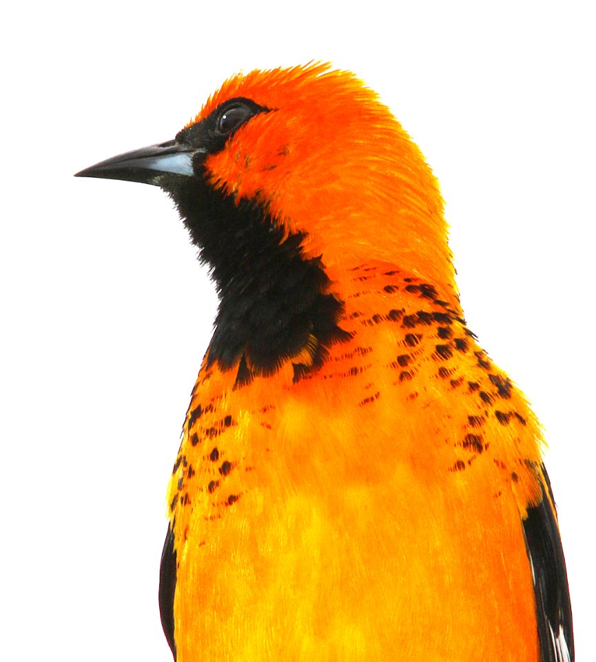948 - SPOT-BREASTED ORIOLE (3-2-13) miami, dade co, fl  (12)