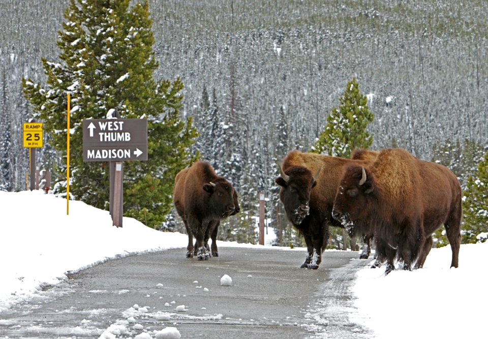 Bison on road near Old Faithful