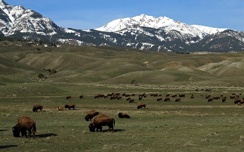 Bison and Electric Peak at the North Entrance of Yellowstone photo