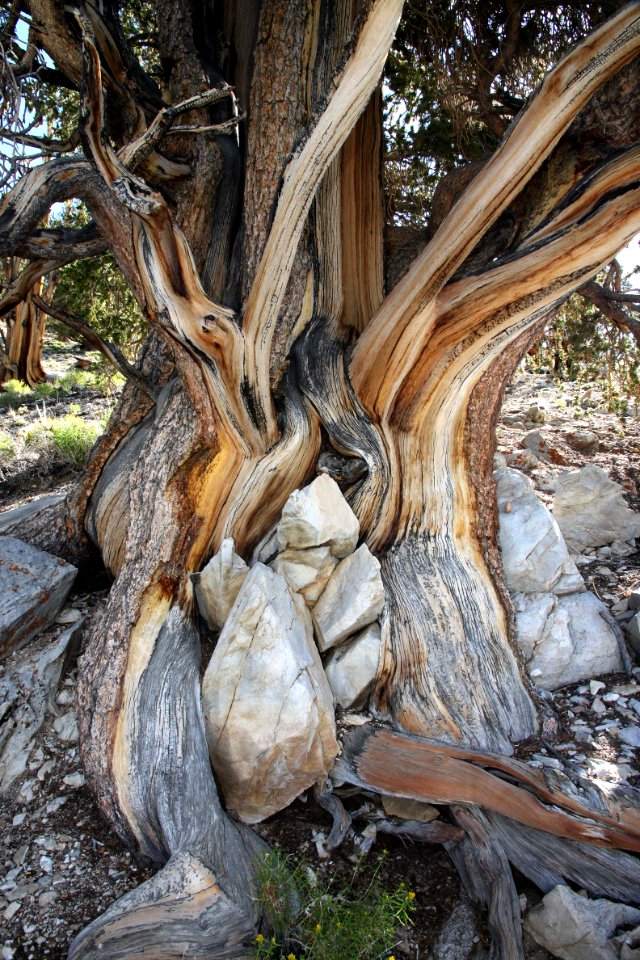 CA 1231 - INYO NAT FOREST, ANCIENT BRISTLECONE FOREST, ca - 16