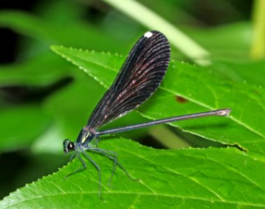 JEWELWING, EBONY (Calopteryx maculata) (6-15-2017) weymouth woods sandhills preserve, richmond co, nc (1) photo