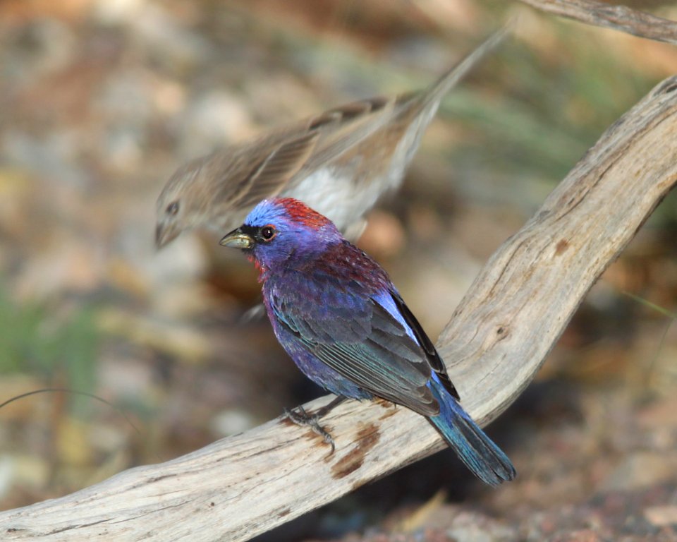BUNTING, VARIED (6-8-11) 78 circulo montana, patagonia lake ranch estates, scc, az -02