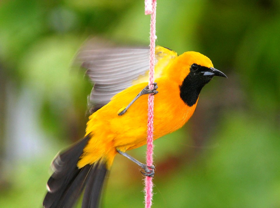 945 - HOODED ORIOLE (5-30-07) adult male, canet rd, slo co, ca (3)