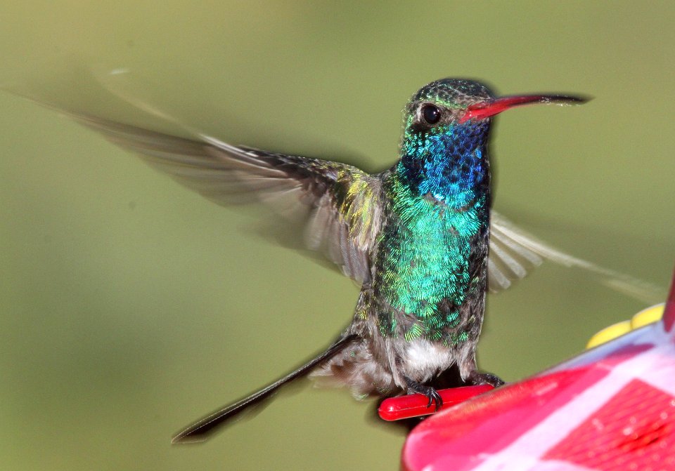 HUMMINGBIRD, BROAD-BILLED (8-3-10) yard, west of patagonia, scc, az -01