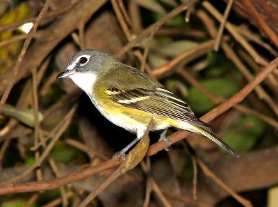 626 - BLUE-HEADED VIREO (3-9-13) key west tropical forest and botanical garden, key west, monroe co, fl
