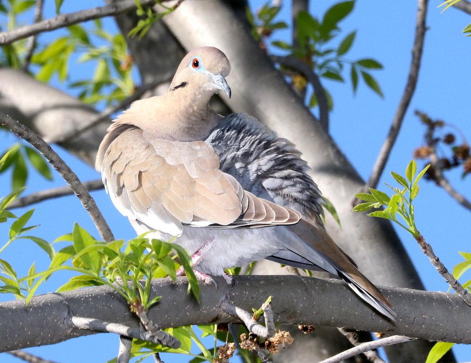 431 - WHITE-WINGED DOVE (3-25-2018) patagonia lake, santa cruz co, az -02
