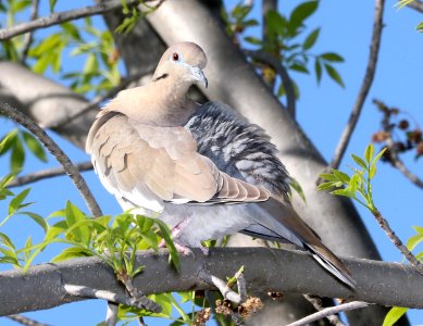 431 - WHITE-WINGED DOVE (3-25-2018) patagonia lake, santa cruz co, az -02