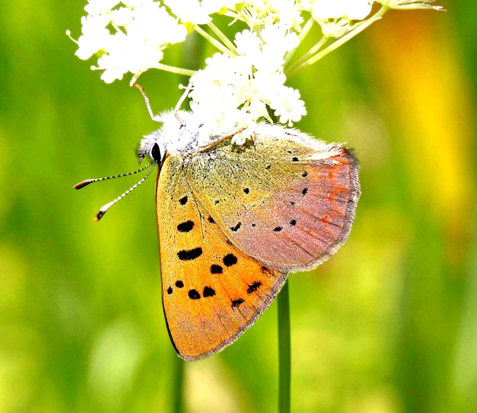 COPPER, LILAC-BORDERED (Lycaena nivalis) (8-24-11) fem, 7500 ft, amador co, ca   (8)