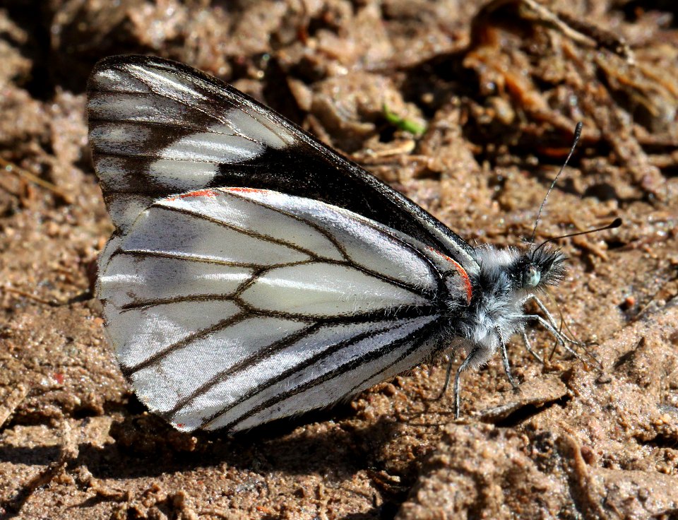 CHIRICAHUA WHITE (Neophasia terlooii) (11-1-11) male, sawmill cyn, huachuca mts, az -05
