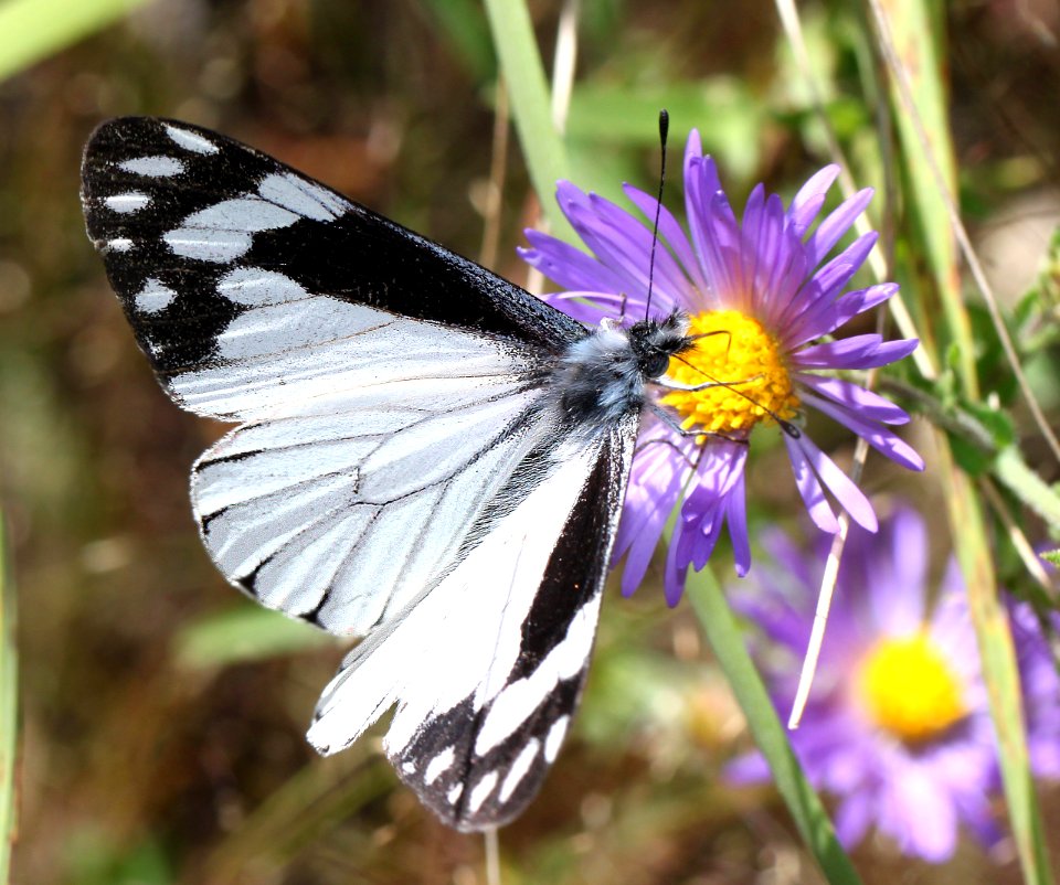 WHITE, CHIRICAHUA (Neophasia terlooii) (10-9-12) male, sawmill cyn, huachuca mts, cochise co, az  (5)