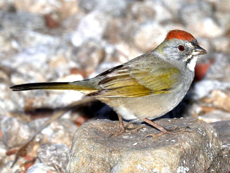 859 - GREEN-TAILED TOWHEE (3-9-2020) hereford, cochise co, az -02