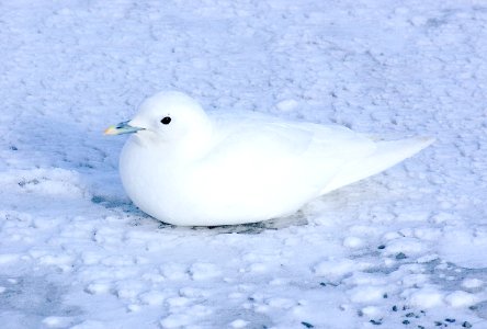 347 - IVORY GULL (2-4-07) quidi vidi lake, st john's, newfoundland (5)