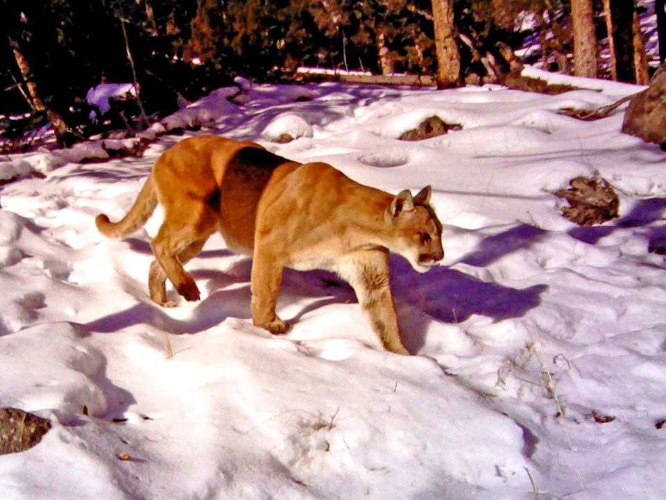 Adult cougar