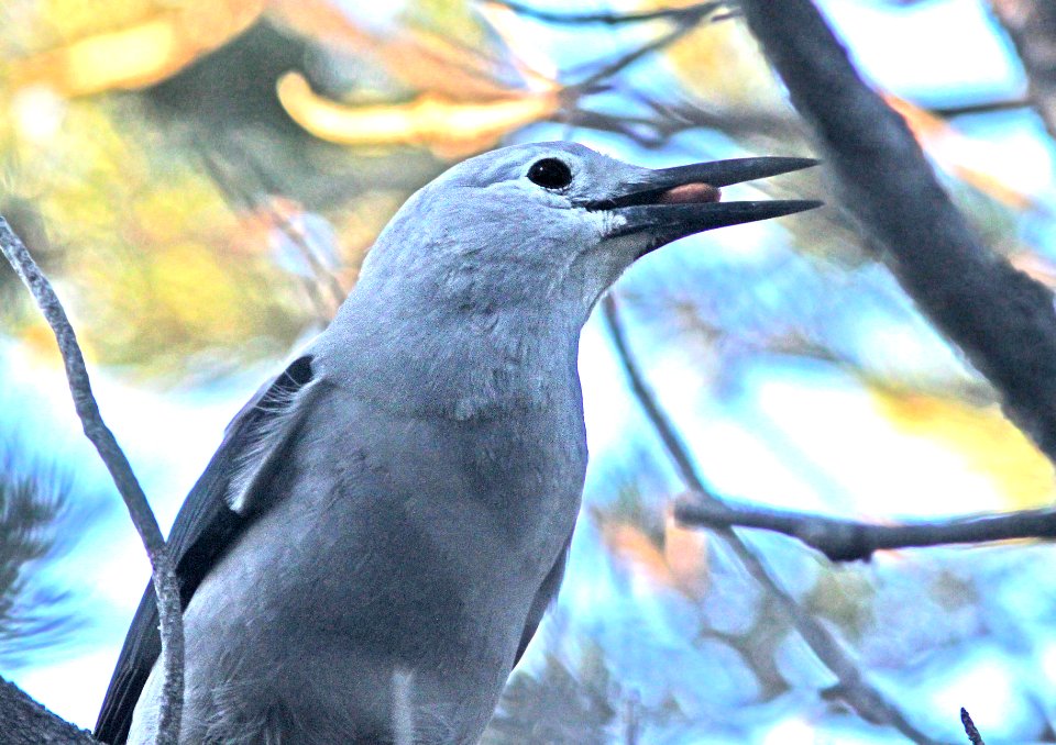 644 - CLARK'S NUTCRACKER (8-18-10) los alamos, nm - (2)