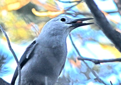 644 - CLARK'S NUTCRACKER (8-18-10) los alamos, nm - (2)