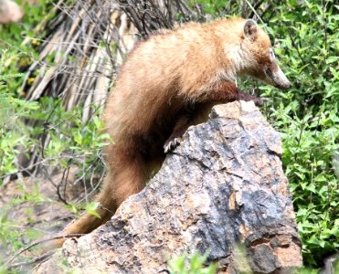 WHITE-NOSED COATI (Nasua narica) (7-24-12) male, california gulch, scc, az -03