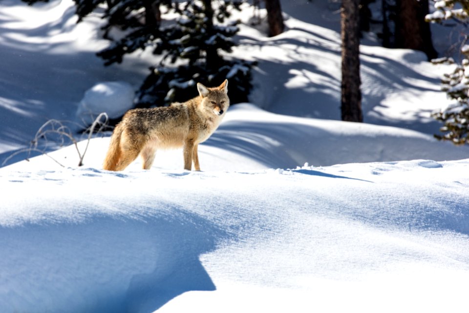 Coyote on Daisy Geyser boardwalk