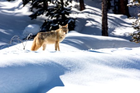 Coyote on Daisy Geyser boardwalk photo