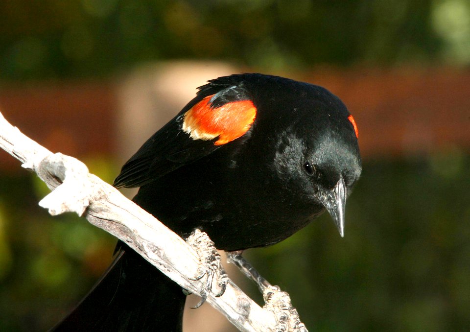 929 - RED-WINGED BLACKBIRD (5-9-09) canet rd, slo co, ca (2)