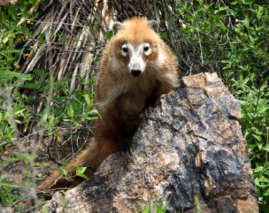 WHITE-NOSED COATI (Nasua narica) (7-24-12) male, california gulch, scc, az -01