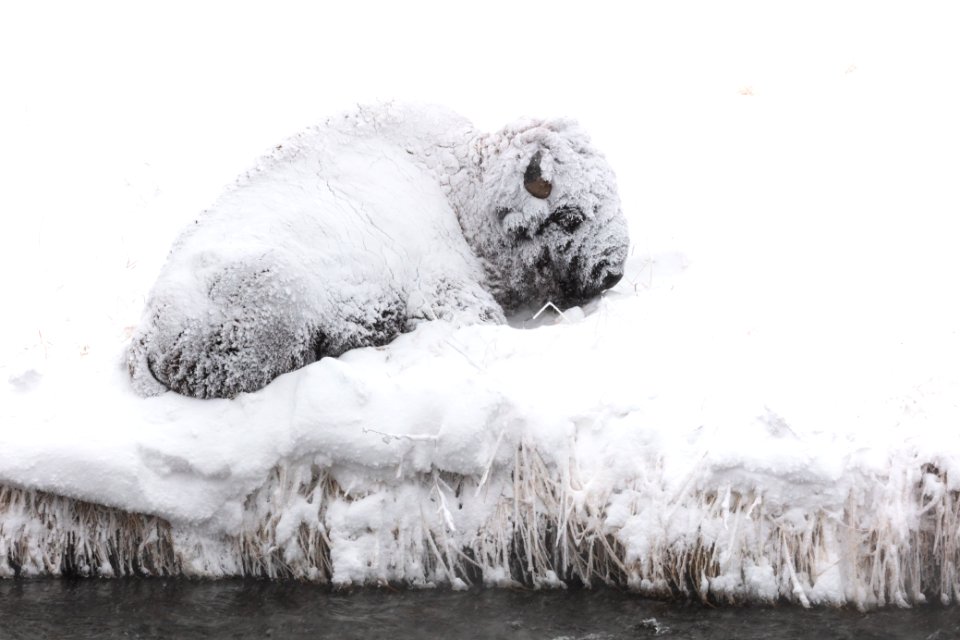 A snow-covered bison resting along the Gardner River