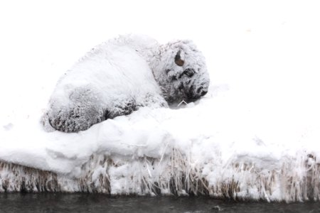 A snow-covered bison resting along the Gardner River