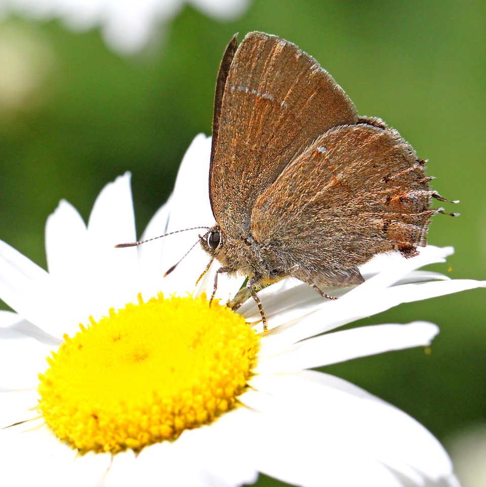 HAIRSTREAK, NELSON'S (Callophrys nelsoni) (6-16-12) douglas co, or  (3)