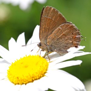 HAIRSTREAK, NELSON'S (Callophrys nelsoni) (6-16-12) douglas co, or  (3)