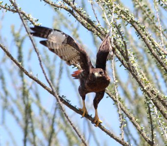 HAWK, RED-TAILED (9-10-12) intermediate or red phase, california gulch, scc, az -03