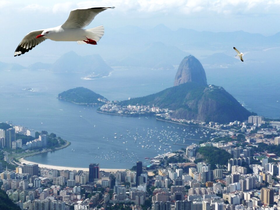 Birds sugar loaf pão de açúcar brazil