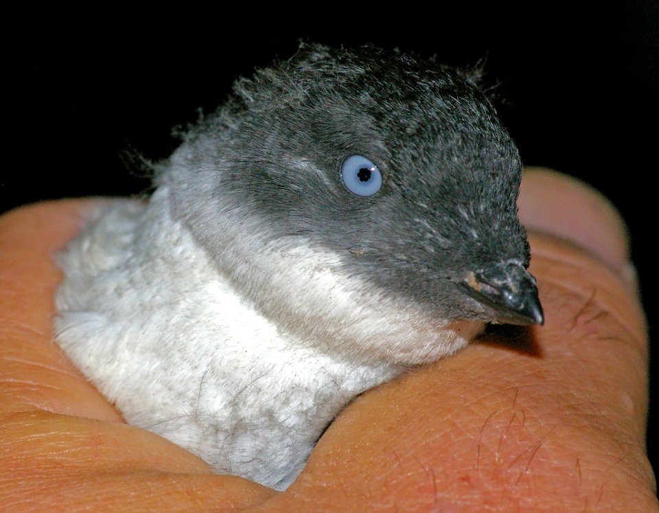 AUKLET, LEAST (9-15-08) gambell, ak -02